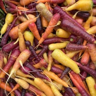 Carrot - Fantasia (Organic) ***NEW FOR 2027***
