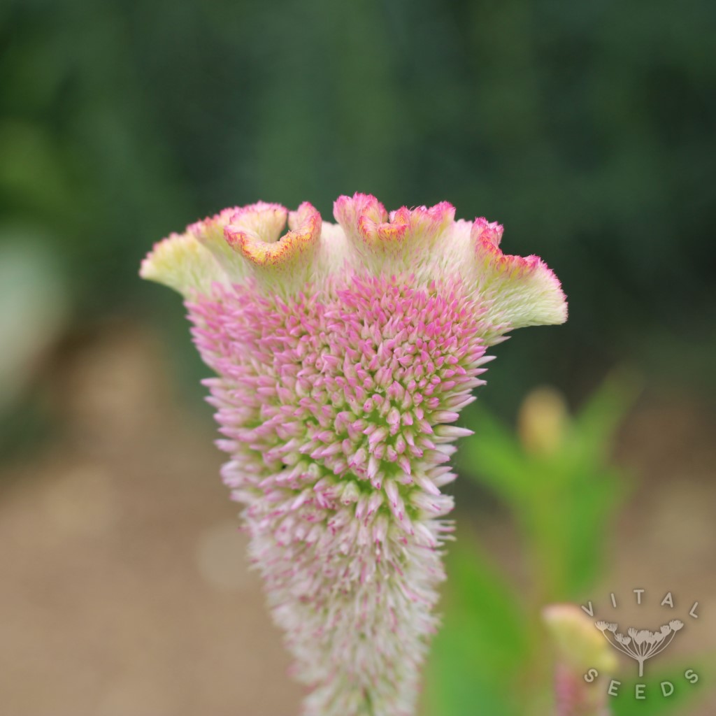 Celosia - Pink Champagne (Organic) - Image 4