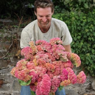 Celosia - Pink Champagne (Organic)