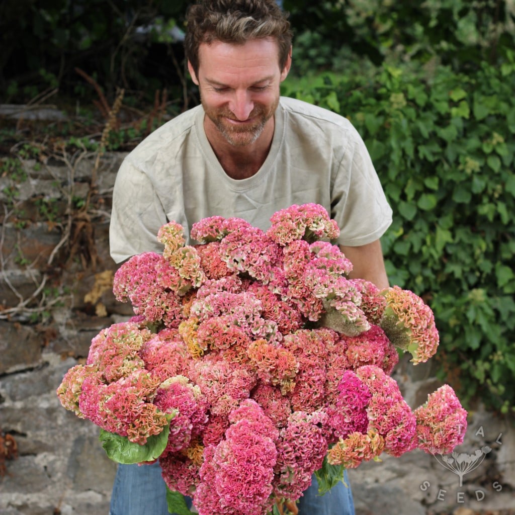 Celosia - Pink Champagne (Organic) - Image 2