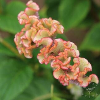 Celosia - Pink Champagne (Organic)