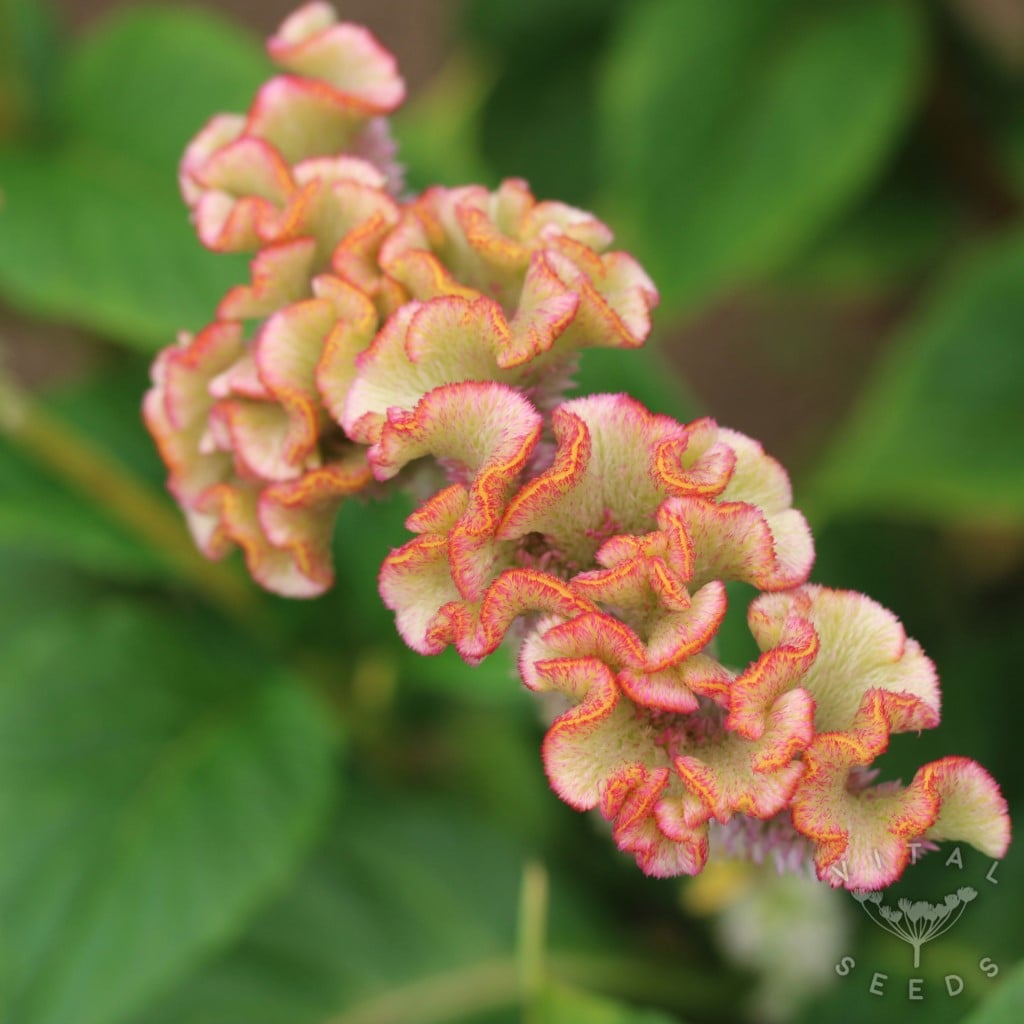 Celosia - Pink Champagne (Organic)