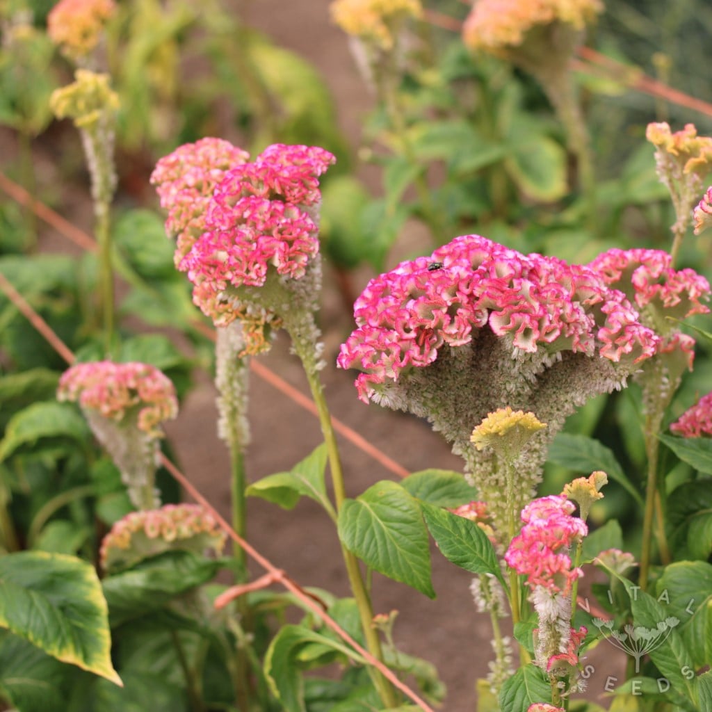Celosia - Pink Champagne (Organic) - Image 3