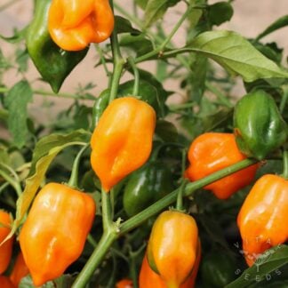 Habanero Magnum Chilli