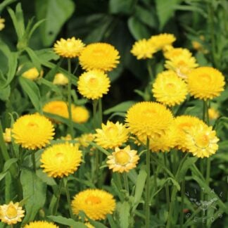 Helichrysum - Yellow (Organic) ***NEW FOR 2027***