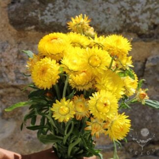 Helichrysum - Yellow (Organic) ***NEW FOR 2027***