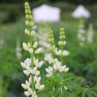 Lupin - Javelin White (Organic) ***NEW FOR 2027***