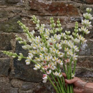 Lupin - Javelin White (Organic) ***NEW FOR 2027***