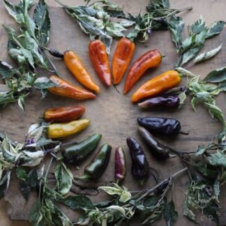 Pepper - Collage (Organic) ***NEW FOR 2027***