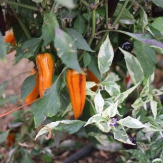 Pepper - Collage (Organic) ***NEW FOR 2027***