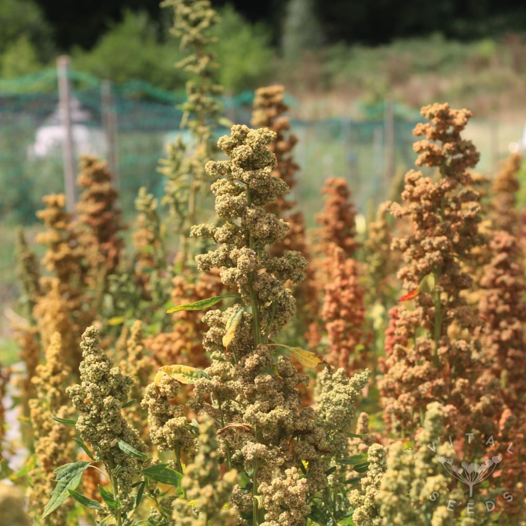 Quinoa - Wild Garden Breeders Mix (Organic)
