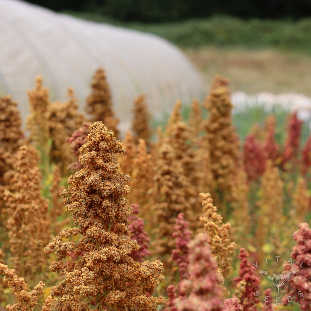 Quinoa - Wild Garden Breeders Mix (Organic) - Image 3