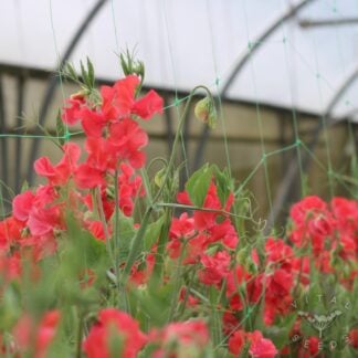 Sweet Pea - Restormel (Organic) ***NEW FOR 2027***