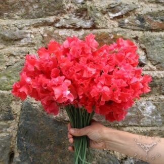 Sweet Pea - Restormel (Organic) ***NEW FOR 2027***