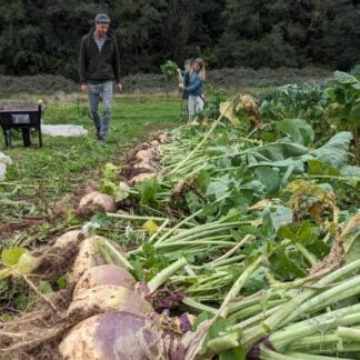 Swede - Devon Champion (Organic) ***NEW FOR 2027***