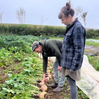Swede - Devon Champion (Organic) ***NEW FOR 2027***