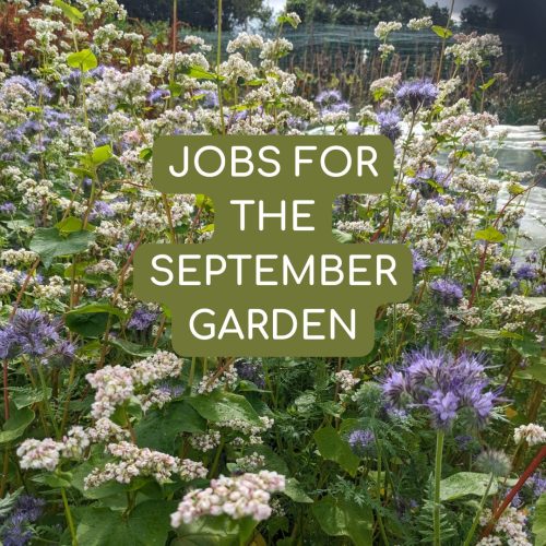 Jobs for September garden Jobs for September garden