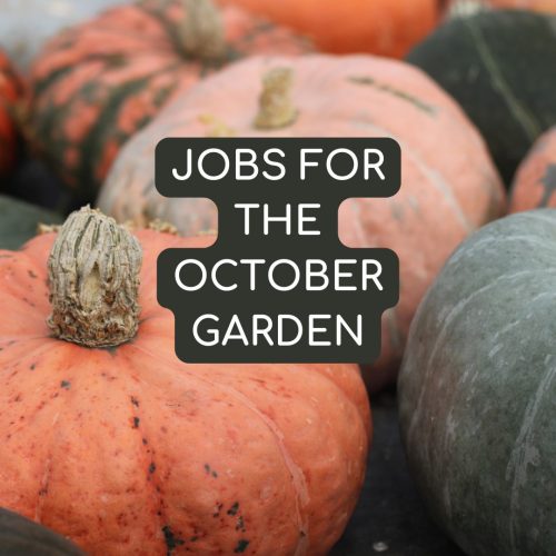 Jobs for October garden Jobs for October garden