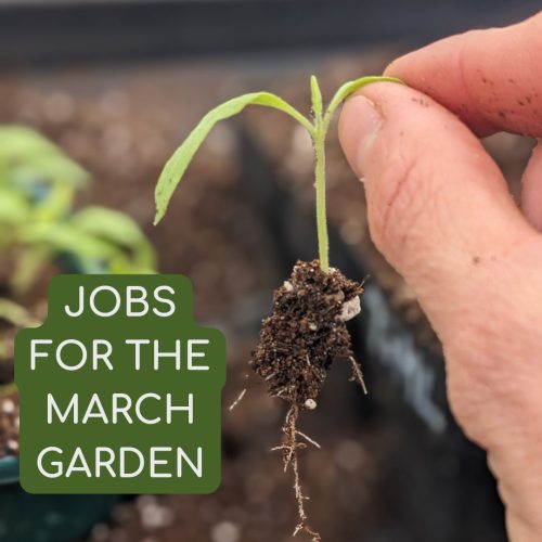 Jobs for March garden Jobs for March garden