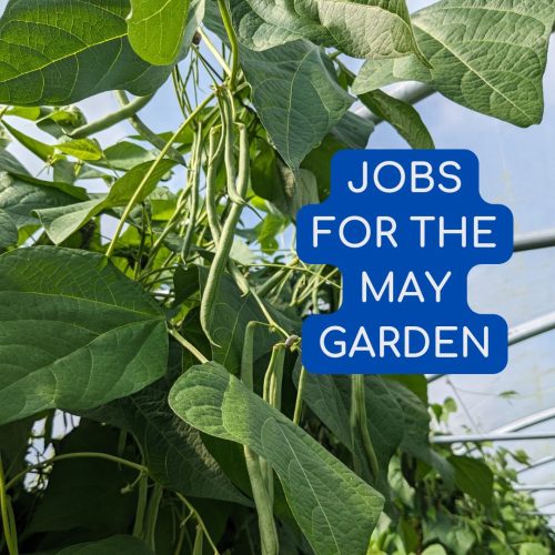 Jobs for May garden Jobs for May garden